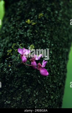 Inflorescence de l'arbre de Judas sur le tronc vu de près Banque D'Images