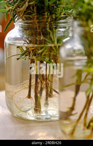 Gros plan de rooting romarin ou salvia rosmarinus boutures dans des pots en verre avec de l'eau sur une table en bois. Concept de jardinage à la maison. Banque D'Images