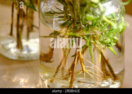 Gros plan de rooting romarin ou salvia rosmarinus boutures dans des pots en verre avec de l'eau sur une table en bois. Concept de jardinage à la maison. Banque D'Images