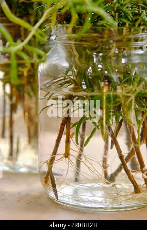 Gros plan de rooting romarin ou salvia rosmarinus boutures dans des pots en verre avec de l'eau sur une table en bois. Concept de jardinage à la maison. Banque D'Images