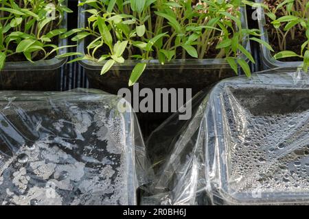 Vue de dessus des plateaux de sélection de plantes d'intérieur recouverts de plastique et des récipients avec de jeunes plants de tomate. Banque D'Images