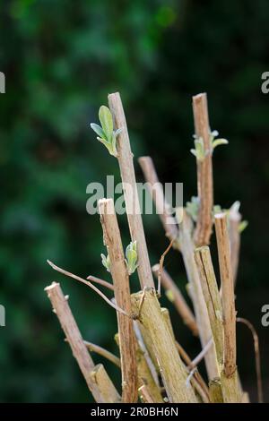 Branches élaguées d'un buisson de papillon ou Buddleja davidi poussant des nouvelles feuilles fraîches au début du printemps. Soin des plantes de jardin, élagage de bourgeonnement d'arbre Banque D'Images