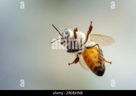 Une abeille volant devant un arrière-plan flou. Banque D'Images