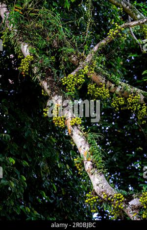 Bouquet de fruits de superba ficus verts sur la branche. Arbre de forêt tropicale de Ficus virens Aiton. Angle bas. Banque D'Images