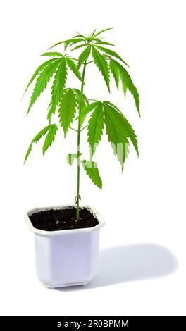 Plante de cannabis dans un pot sur fond blanc. Jeune plante isolée Banque D'Images