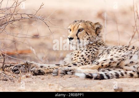 Cheetah à Okonjima Détente Nature Reserve, Namibie, Afrique Banque D'Images