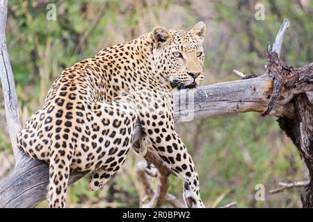 Léopard reposant sur l'arbre dans la réserve naturelle d'Okonjima, Namibie, Afrique Banque D'Images