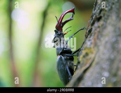 un grand cerf-coléoptère rampant le long d'un tronc d'arbre lors d'une journée ensoleillée d'été. Gros plan, mise au point sélective Banque D'Images