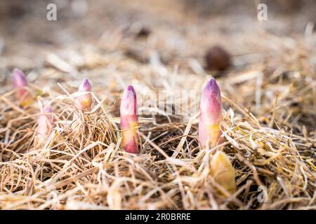 Le premier réchauffement au printemps dans le potager et les jeunes pousses d'asperges commencent à croître activement. Les premiers fruits de la délicatesse végétab Banque D'Images