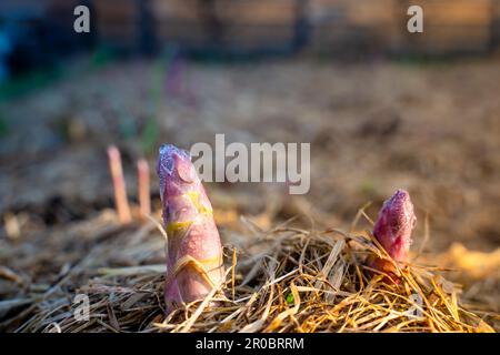 Les premières jeunes pousses d'asperges au printemps dans le jardin. Paillage du sol dans le jardin avec de l'herbe sèche Banque D'Images