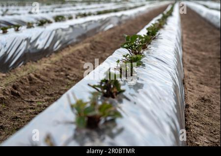 Champ de fraises en Allemagne. Semis placé sur des rangées recouvertes d'une bâche en plastique. Banque D'Images