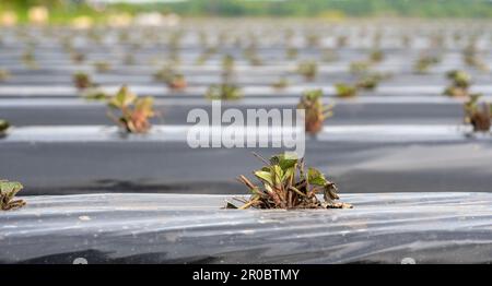 Champ de fraises en Allemagne. Semis placé sur des rangées recouvertes d'une bâche en plastique. Banque D'Images