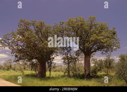 L'Adansonia gregorii, communément appelé le boab et également connu sous un certain nombre d'autres noms, est un arbre de la famille des Malvaceae, endémique à la r septentrionale Banque D'Images