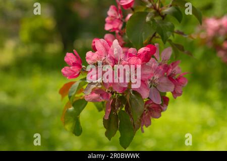 Pomme Malus Rudolph arbre, avec des fleurs de rose foncé dans le fond flou bokeh. Ressort. Motif fleuri abstrait. Banque D'Images