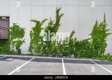 Certaines places de stationnement délimitées par des lignes blanches à côté d'un mur recouvert de vignes Banque D'Images