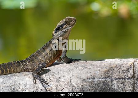 Un dragon de l'eau de l'est (Physignathus lesueurii lesueuriii) se prélassant sous le soleil d'été dans les jardins chinois de l'amitié à Sydney, en Australie Banque D'Images