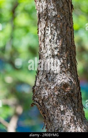 PIN noir (Pinus Thumbergii) croissant dans les jardins chinois de l'amitié dans le centre de Sydney, en Australie Banque D'Images