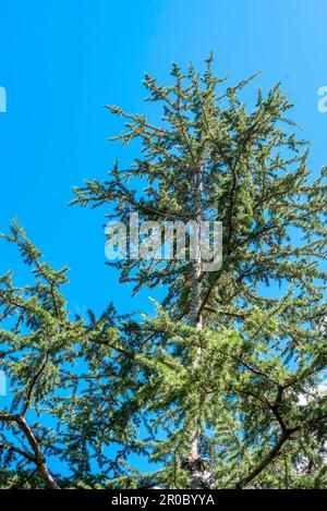 PIN noir (Pinus Thumbergii) croissant dans les jardins chinois de l'amitié dans le centre de Sydney, en Australie Banque D'Images