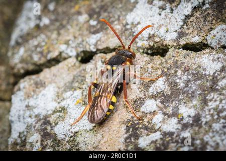Une abeille nomade de Marsham (Nomada marshamella). Prise au cimetière Bishoplasmouth, Sunderland, Angleterre du Nord-est Banque D'Images
