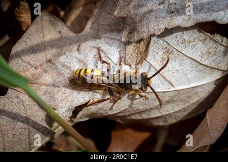 Une abeille nomade ressemblant à une guêpe (Nomada sp) se prélassant sur une feuille morte brune. Cimetière de Bishopwearmouth, Sunderland, Royaume-Uni Banque D'Images