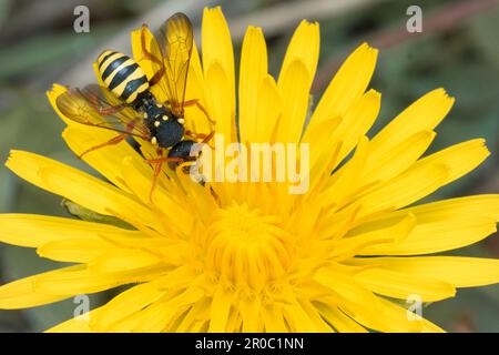 Une abeille nomade de Gooden (Nomada goodeniana) sur un pissenlit. Prise à Tunstall Hills, Sunderland, nord-est de l'Angleterre Banque D'Images