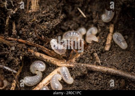 Vue à l'intérieur d'un nid de fourmis rouges, pris à Tunstall Hills, Sunderland, dans le nord-est de l'Angleterre. Banque D'Images