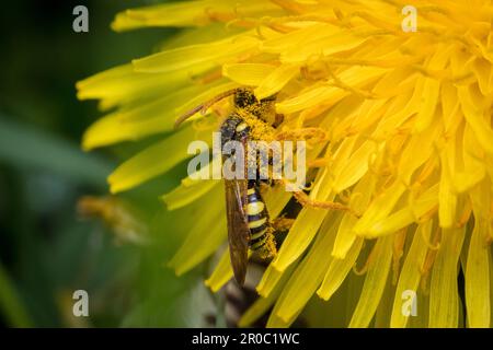 Une abeille nomade de Gooden (Nomada goodeniana) se nourrissant d'un pissenlit. Prise à Tunstall Hills, Sunderland, nord-est de l'Angleterre Banque D'Images