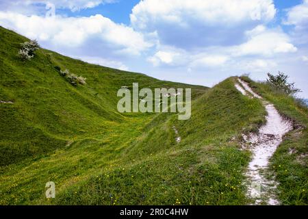 Colline de CLEY dans le Wiltshire. Une colline de l'âge du fer sur une colline en position dominante dans le paysage local. Colline recouverte d'herbe avec piste de craie. Banque D'Images