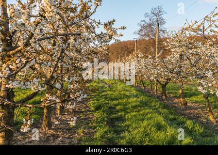 Verger de cerisiers en fleurs (Prunus avium) dans la lumière du soir, Herdern, canton de Thurgau, Suisse Banque D'Images