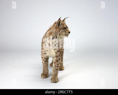 2012,0115 Lynx Taxidermy. Lynx pardinus Banque D'Images