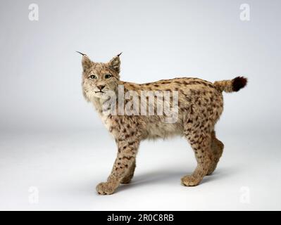 2012,0115 Lynx Taxidermy. Lynx pardinus Banque D'Images