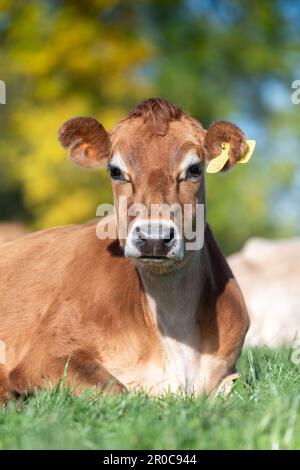 Les vaches laitières de Jersey se sont assises dans un pâturage luxuriant, Carlisle, Cumbria, Royaume-Uni. Banque D'Images