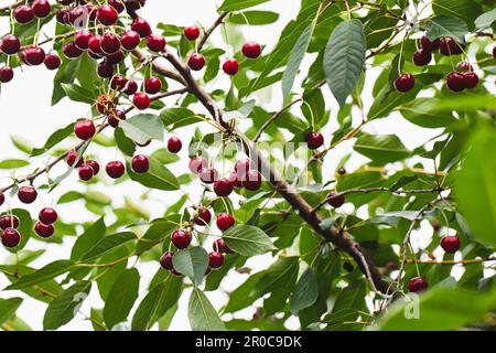 baies mûres de cerise juteuse sur les branches d'arbre. une bonne récolte de nombreuses cerises. Banque D'Images