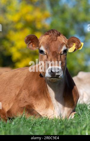 Les vaches laitières de Jersey se sont assises dans un pâturage luxuriant, Carlisle, Cumbria, Royaume-Uni. Banque D'Images
