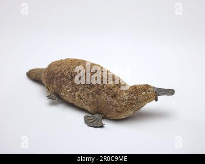 Taxidermie de platype de canard (Ornithorhynchus anatinus). Collection de sciences naturelles - Zoologie Banque D'Images