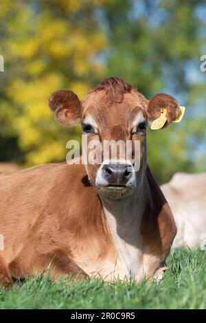 Les vaches laitières de Jersey se sont assises dans un pâturage luxuriant, Carlisle, Cumbria, Royaume-Uni. Banque D'Images