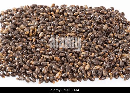 Ricinus communis – graines séchées du fruit de la plante de castagner Banque D'Images