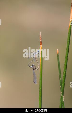 Les Demoiselles Lestes sponsa émeraude ; ; ; deux UK Banque D'Images