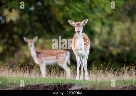 Flow Deer; Dama dama; Fawn; Royaume-Uni Banque D'Images