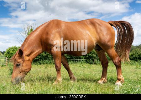 Un cheval de chasse au Suffolk Punch, une race rare de cheval de travail. Somerset, Royaume-Uni. Banque D'Images