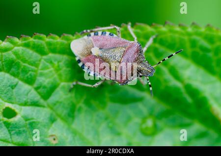 Insecte de protection de la chevelure ; Dolycoris baccarum ; Royaume-Uni Banque D'Images