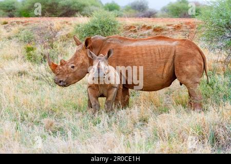 Rhinocéros blanc, rhinocéros à lèvres carrées avec bébé, veau. Le veau regarde directement dans la caméra, le père, vue latérale mâle. Madikwe Game Reserve. Afrique du Sud Banque D'Images