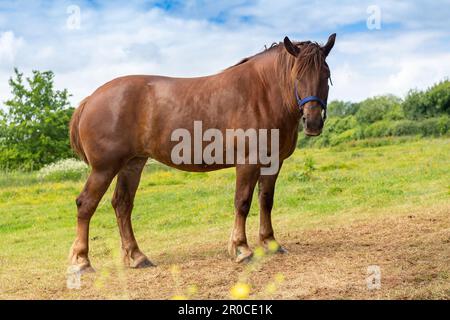 Un cheval de chasse au Suffolk Punch, une race rare de cheval de travail. Somerset, Royaume-Uni. Banque D'Images