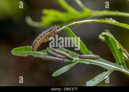 Grand blanc Butterfly Caterpiliers; Pieris brassicae; on Rocket Leaves; Royaume-Uni Banque D'Images