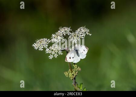 Grand papillon blanc ; Pieris brassicae ; Femme ; Royaume-Uni Banque D'Images