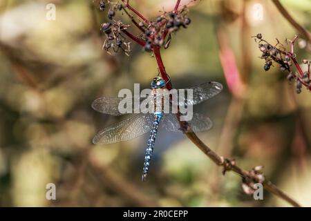 Migrant Hawker; Aeshna mixta; Homme; Royaume-Uni Banque D'Images