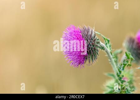 Thistle musc ; Carduus nutans ; Flower ; Royaume-Uni Banque D'Images