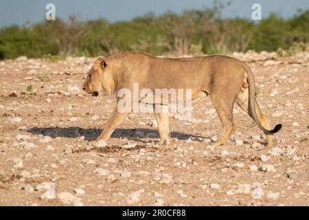 Une fierté des lions dans la nature. Photographié au parc national d'Etosha en Namibie Banque D'Images