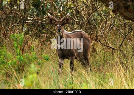 Mâle montagne nyala (Tragelaphus buxtoni) aux prairies de Gaysay, parc national des monts Bale, Oromia, Éthiopie. Banque D'Images