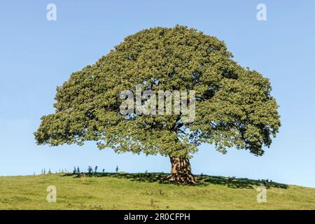 Chêne ; Quercus robur ; arbre ; Yorkshire ; Royaume-Uni Banque D'Images